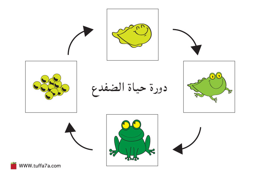Tuffa7a 1